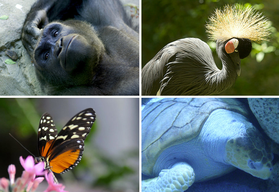 Omaha Henry Doorly Zoo & Aquarium