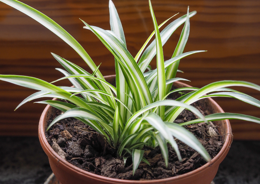 Spider Plant