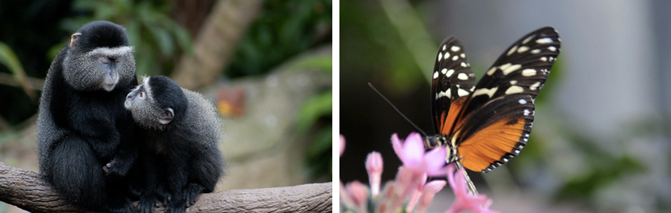 Omaha Henry Doorly Zoo & Aquarium