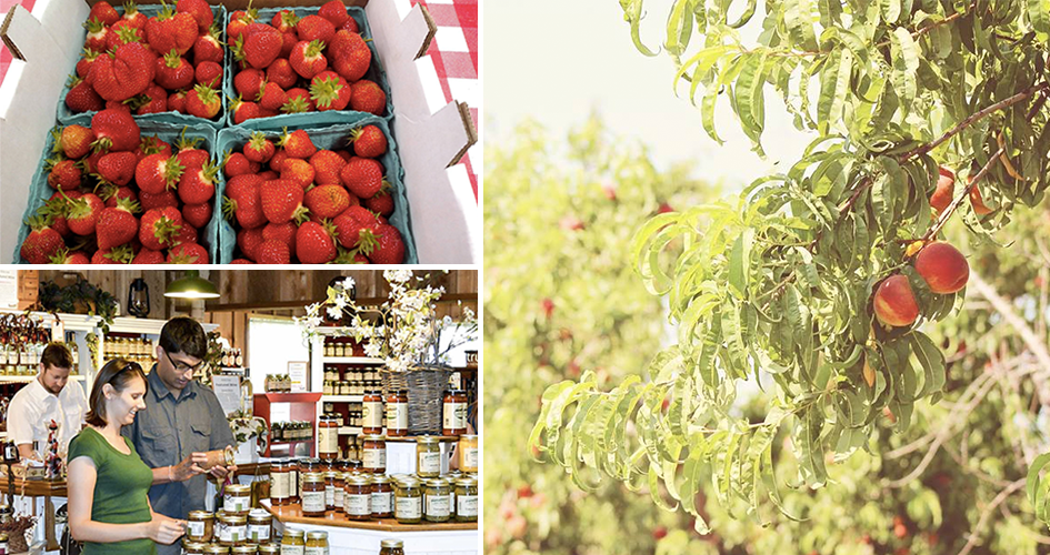 Nebraska City Orchards