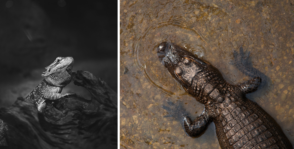 Halloween Events in Omaha