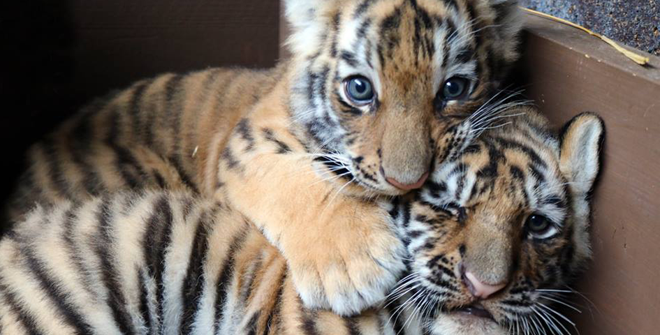 Halloween Events in Omaha