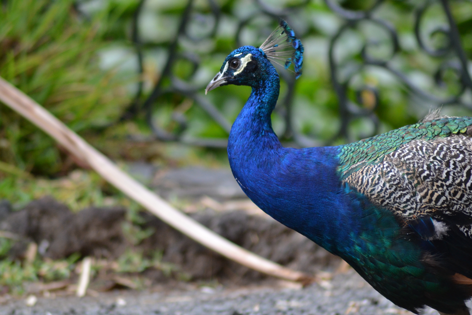 Omaha Red, White & Zoo