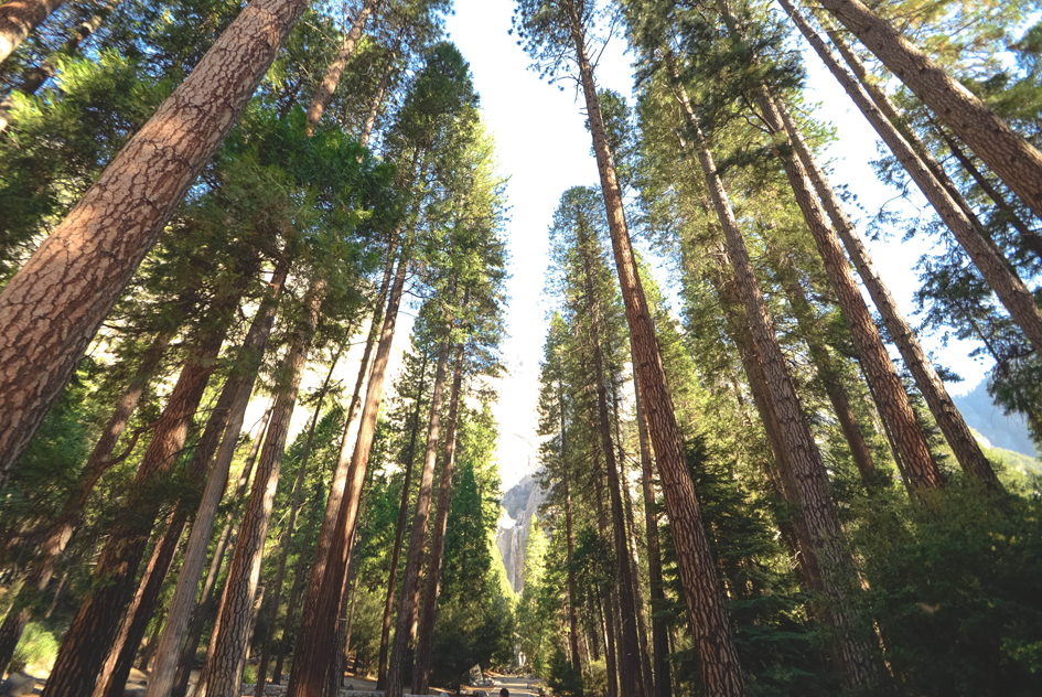 Arbor Day