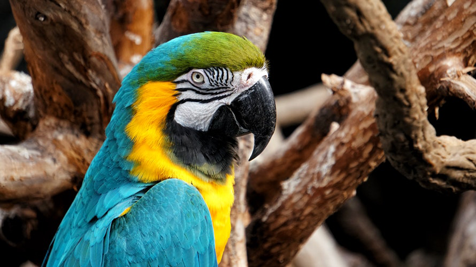 Henry Doorly Zoo 