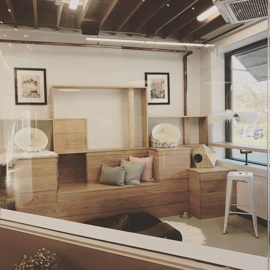 Felius cat cafe in Omaha, Nebraska