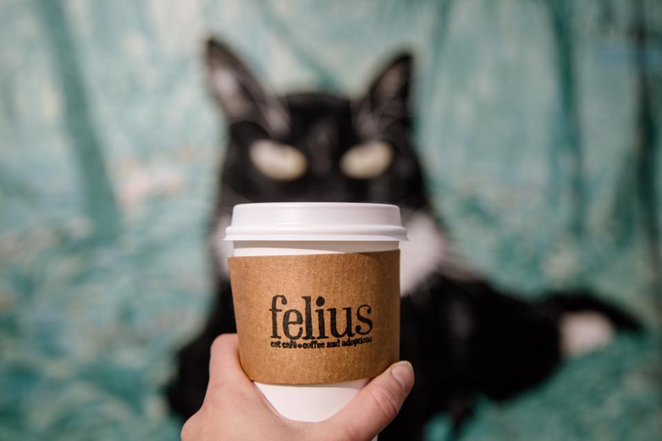 Felius Cat Cafe and Coffe Shop in Omaha Nebraska
