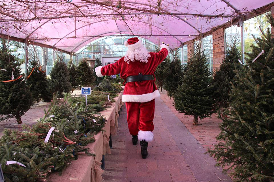 Christmas trees in Omaha