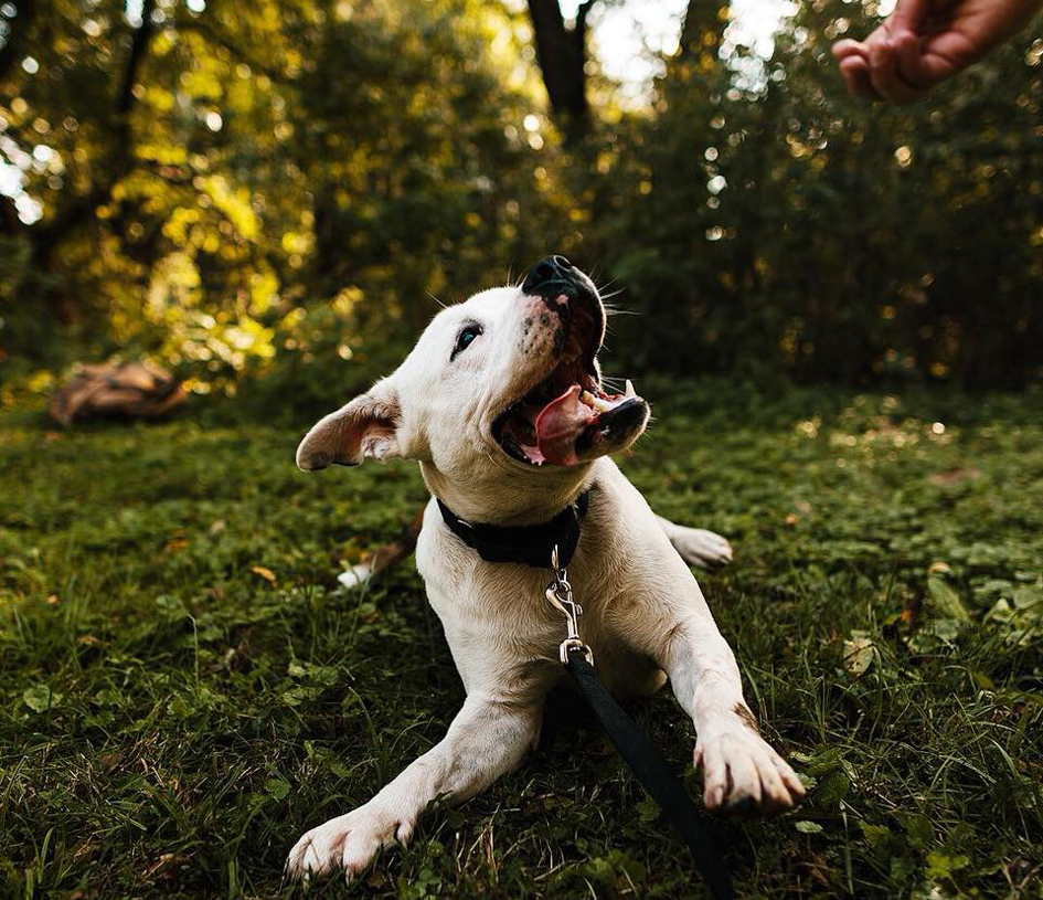 Omaha animal charities