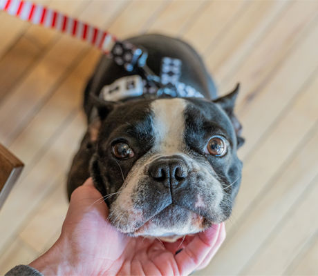 dog owner's guide to omaha nebraska