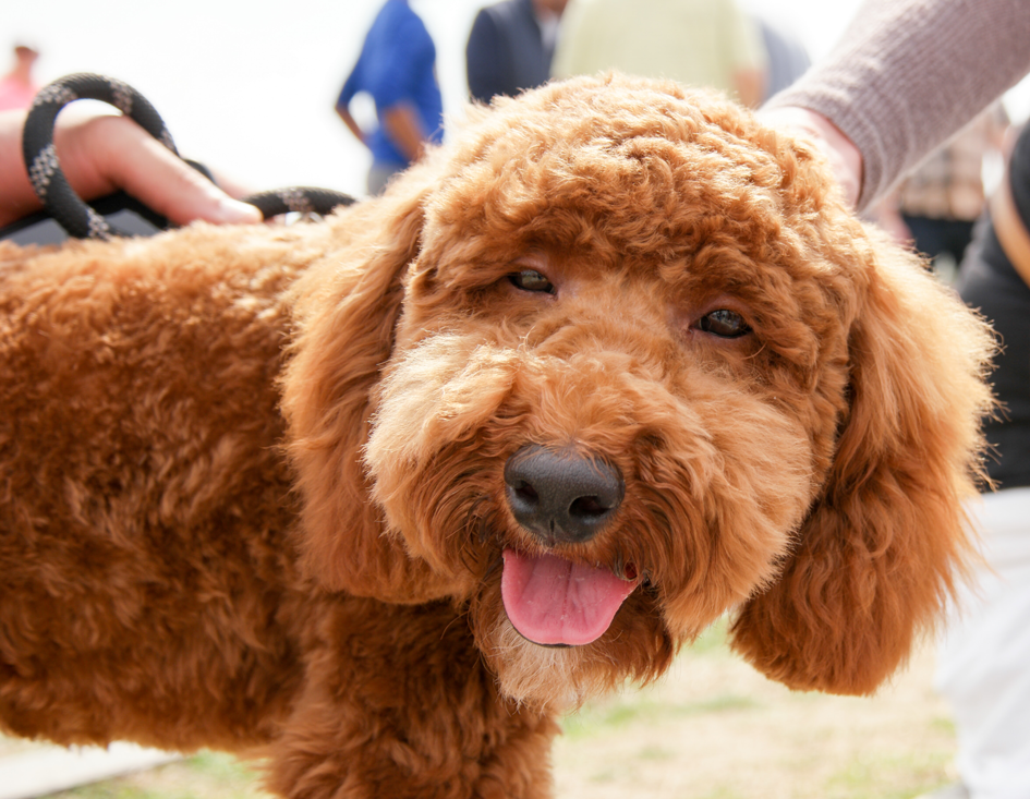 dog owners guide omaha nebraska