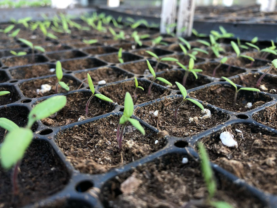 Omaha Produce