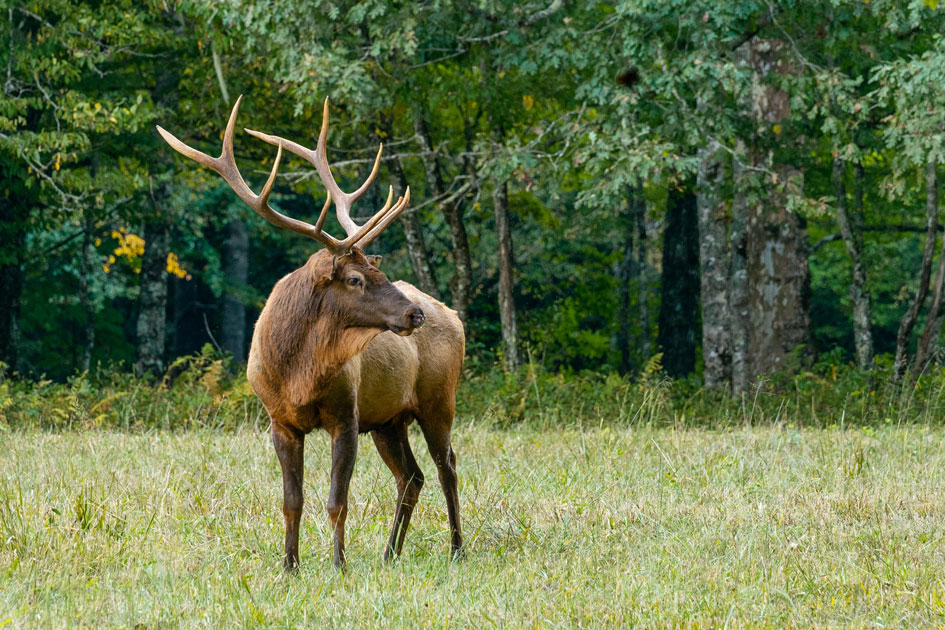 Elk
