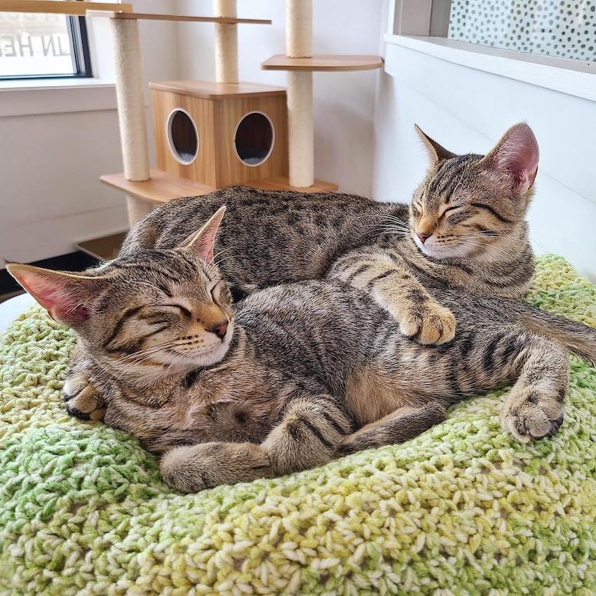 Felius Cat Cafe Omaha, NE