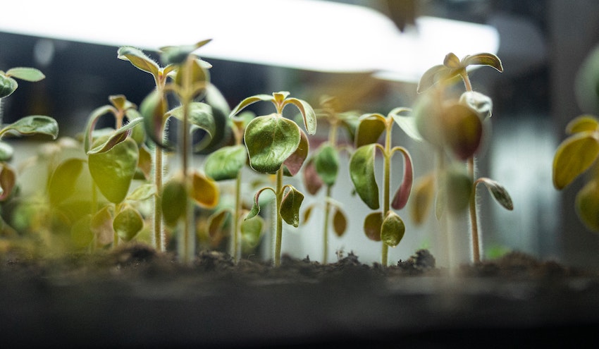 11 Steps to Prepare Your Garden for Spring