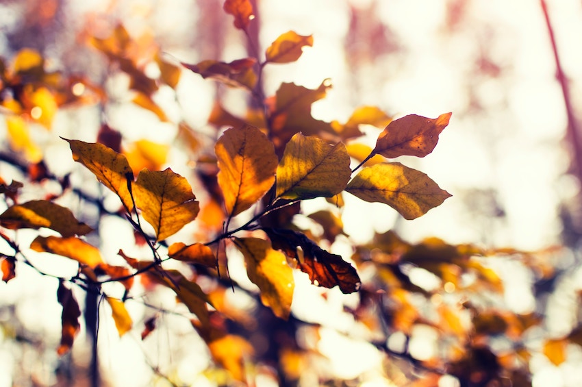 Ways to Prepare Your Home for a Midwest Winter | Trim Branches